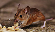 24 Hour & Emergency Exterminators in Lawton, OK
